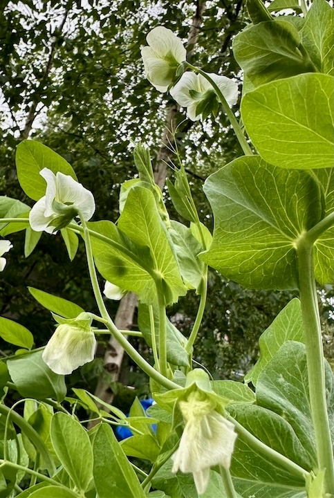 Image shows green pea plants with white blossoms.