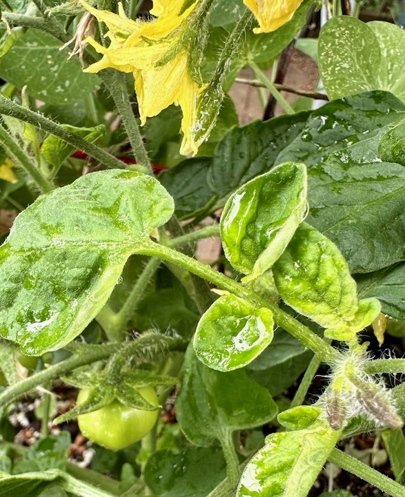 Close up of a tomato plant with flower and green fruit.
