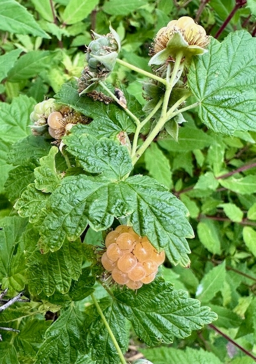 Image of a golden raspberry plant with fruits.