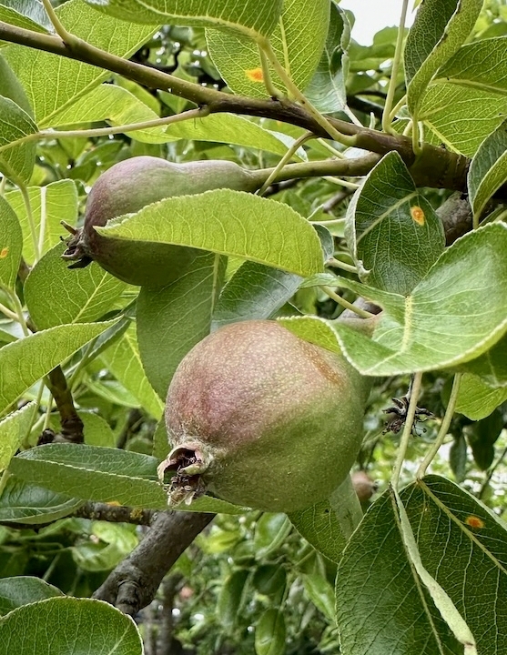 Image shows a close up of a pear tree with a young pear forming.