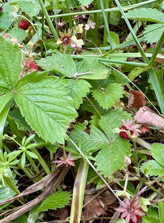 Image of wild strawberry plants with red ripe strawberries.