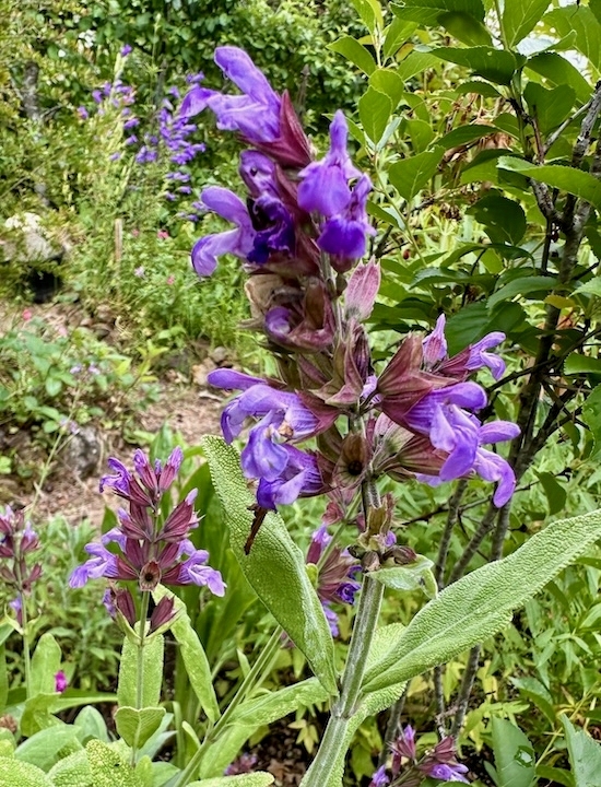 Image of a culinary sage plant in bloom, with purple flowers.