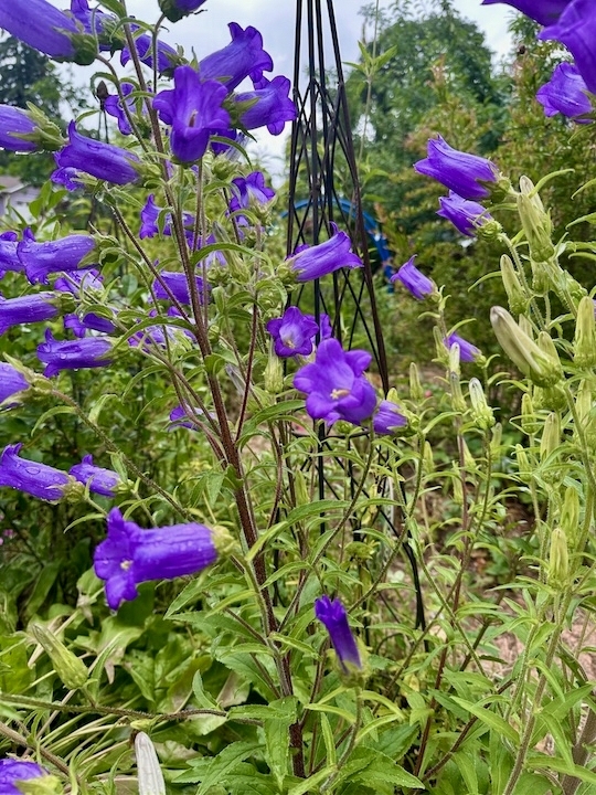 Image of deep blue bell flowers in bloom. 