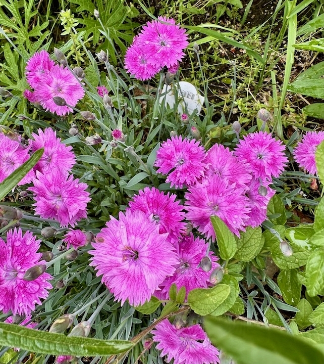 Image of pink dianthus flowers.