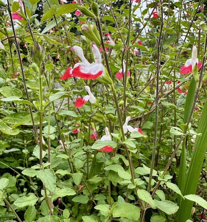 Image of red and white flowers of a salvia plant.