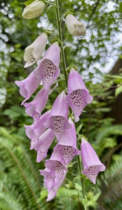 Pink foxglove flowers