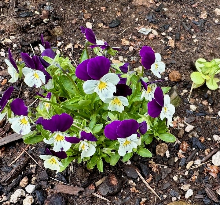 Image of yellow and purple viola flowers.