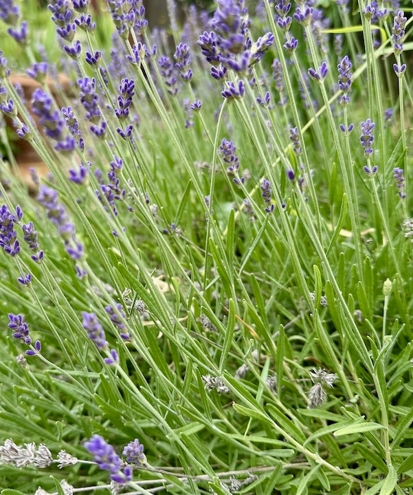 Image of green lavender plant and purple lavender blossoms