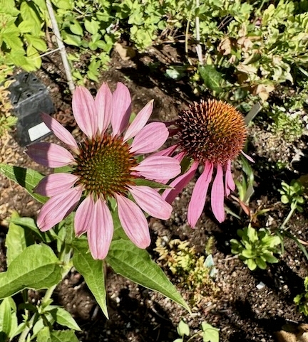 Purple Echinacea in bloom in a garden.